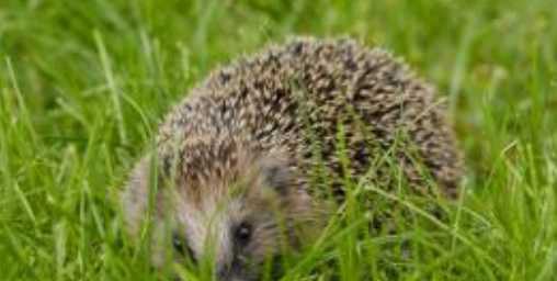 刺猬的药用价值和作用 刺猬是否属于国家保护动物