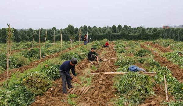 淮山药图片大全