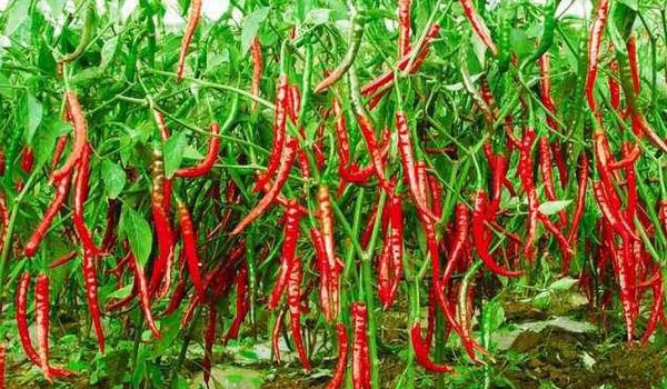 辣椒用什么肥料最好 如何让辣椒多坐果