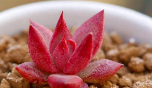 多肉血罗的养殖多久?