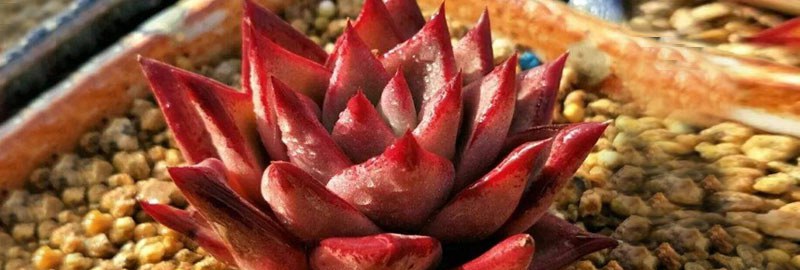 多肉血罗的养殖多久?