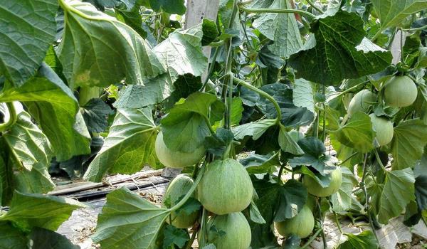 绿宝甜瓜种植技术与管理方法 绿宝甜瓜成熟时间