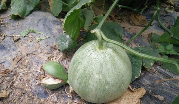绿宝甜瓜种植技术与管理方法 绿宝甜瓜成熟时间