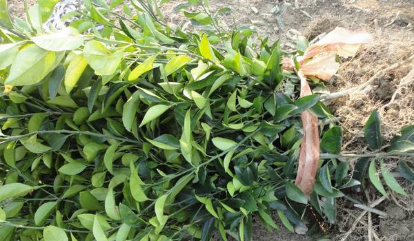 吴茱萸苗什么时候种植 吴茱萸种植技术