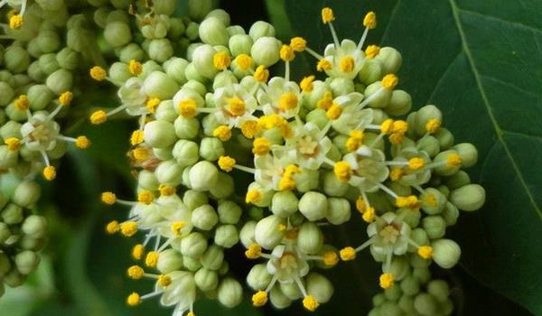 吴茱萸苗什么时候种植 吴茱萸种植技术