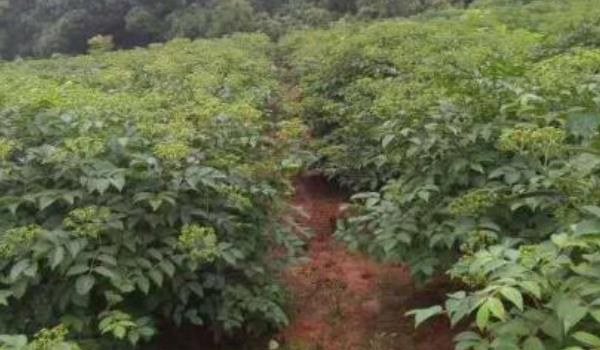 吴茱萸苗什么时候种植 吴茱萸种植技术