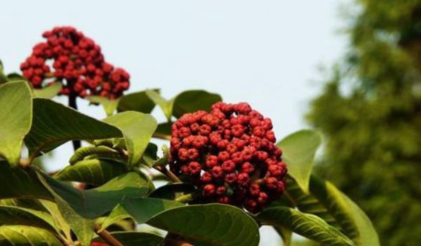 吴茱萸苗什么时候种植 吴茱萸种植技术