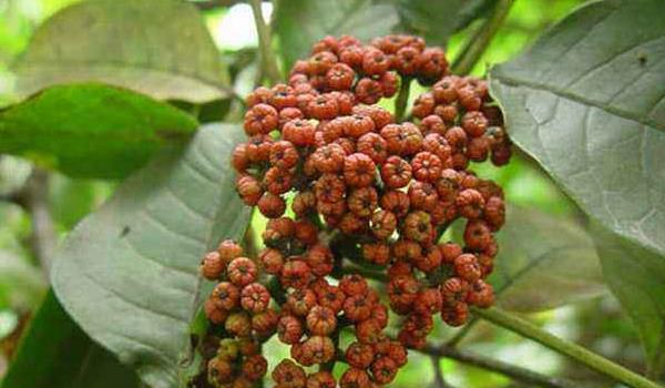 吴茱萸苗什么时候种植 吴茱萸种植技术