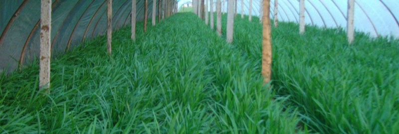 种韭菜丰产栽培技术 韭菜怎么种植多久?
