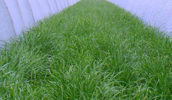 种韭菜丰产栽培技术 韭菜怎么种植多久?