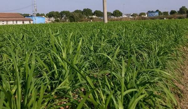 种韭菜丰产栽培技术 韭菜怎么种植多久?
