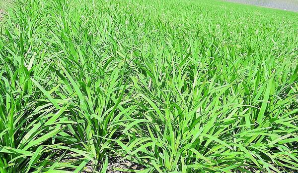 种韭菜丰产栽培技术 韭菜怎么种植多久?