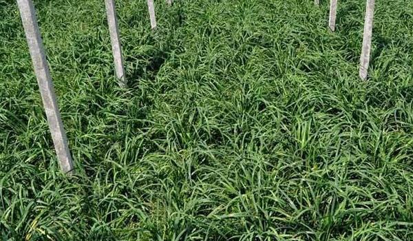 种韭菜丰产栽培技术 韭菜怎么种植多久?