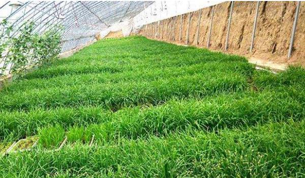 种韭菜丰产栽培技术 韭菜怎么种植多久?