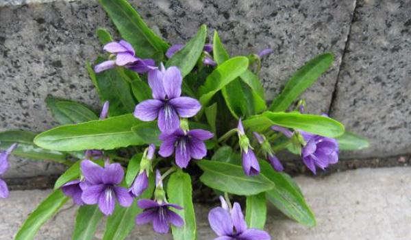 紫花地丁图片大全 紫花地丁的药用价值