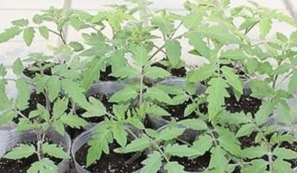 番茄科学育苗技术
