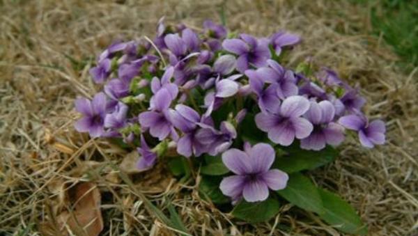 紫花地丁图片大全 紫花地丁的药用价值
