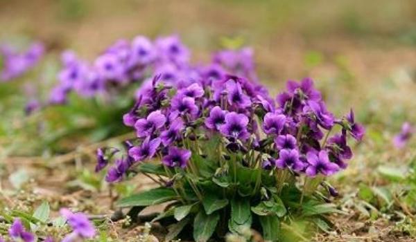 紫花地丁图片大全 紫花地丁的药用价值