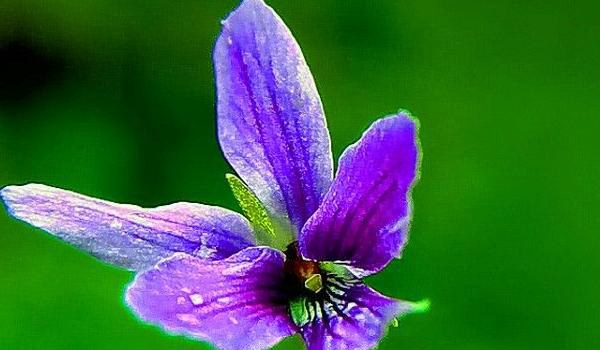 紫花地丁图片大全 紫花地丁的药用价值