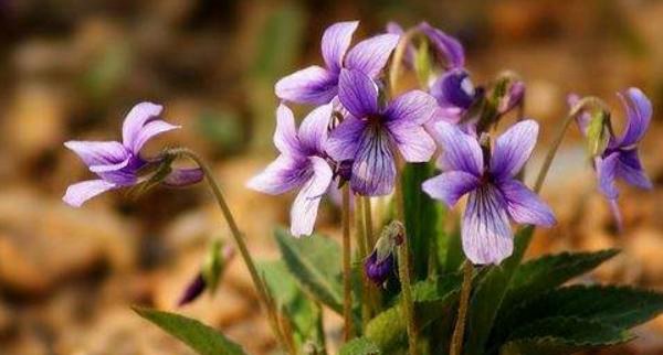 紫花地丁图片大全 紫花地丁的药用价值