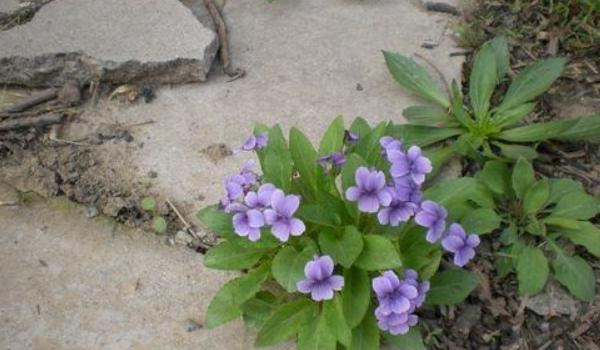 紫花地丁图片大全 紫花地丁的药用价值