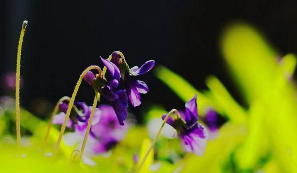紫花地丁图片大全 紫花地丁的药用价值