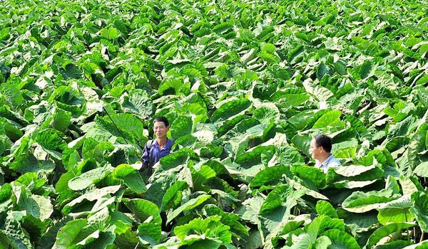 芋头枯萎病怎么防治