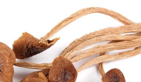 干茶树菇市场价格多少钱一斤 干茶树菇怎么做?