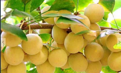 银杏果的功效与作用 生食或过多食用白果容易引起中毒