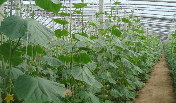 黄瓜的种植方法和时间