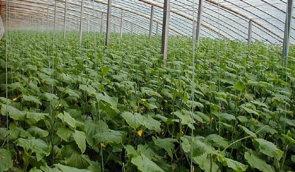 黄瓜的种植方法和时间