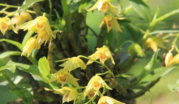 石斛花怎么养