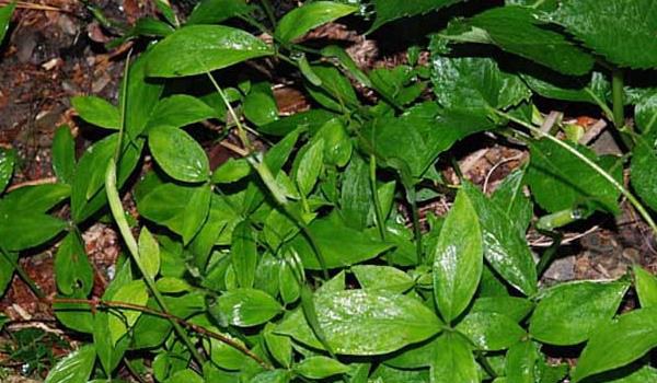 半夏种植时间及高产栽培技术 半夏的生存环境