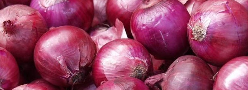 洋葱种植技术大全