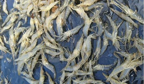 酥炸大虾的做法大全