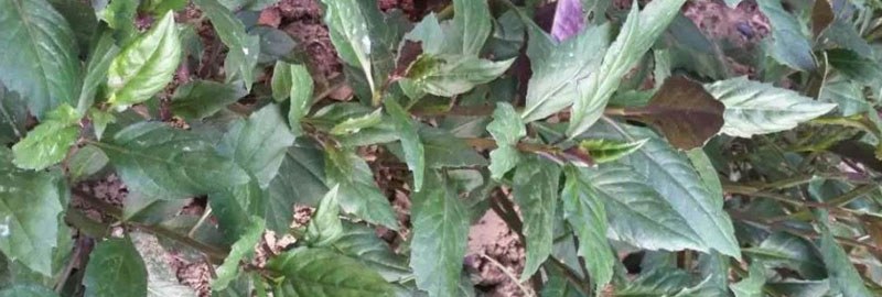 红凤菜高产栽培技术 红凤菜生长环境要求