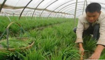 温室种植韭菜的早春管理 温室种植韭菜的早春管理