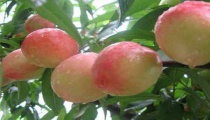 种桃树之桃园夏季管理要点