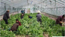 莴笋大棚春季栽培技术 莴笋大棚春季栽培技术