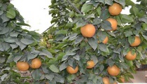 种梨树春季防虫害