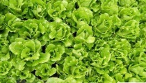 生菜水培怎么管理