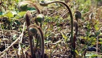 蕨菜的规范化栽培要点