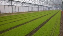 什么是种植园农业（热带种植园农业特点）
