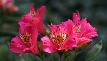 六出花图片大全（六出花花语及寓意）