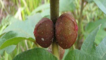 球茎茴香病虫害防治及药品推荐