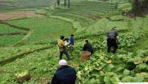 榨菜怎么栽培能高产