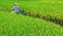 种水稻如何田间化学除草