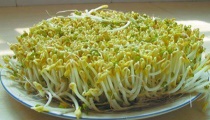 风铃草花语和寓意是什么（风铃草什么时候开花）