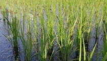 海水稻种植的条件（需在盐碱地种植）