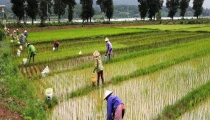 当下油菜管理的重点是平衡施肥